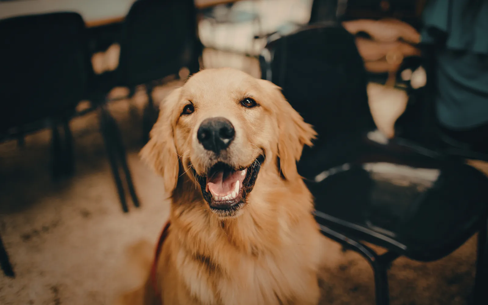 A smiling mold dog