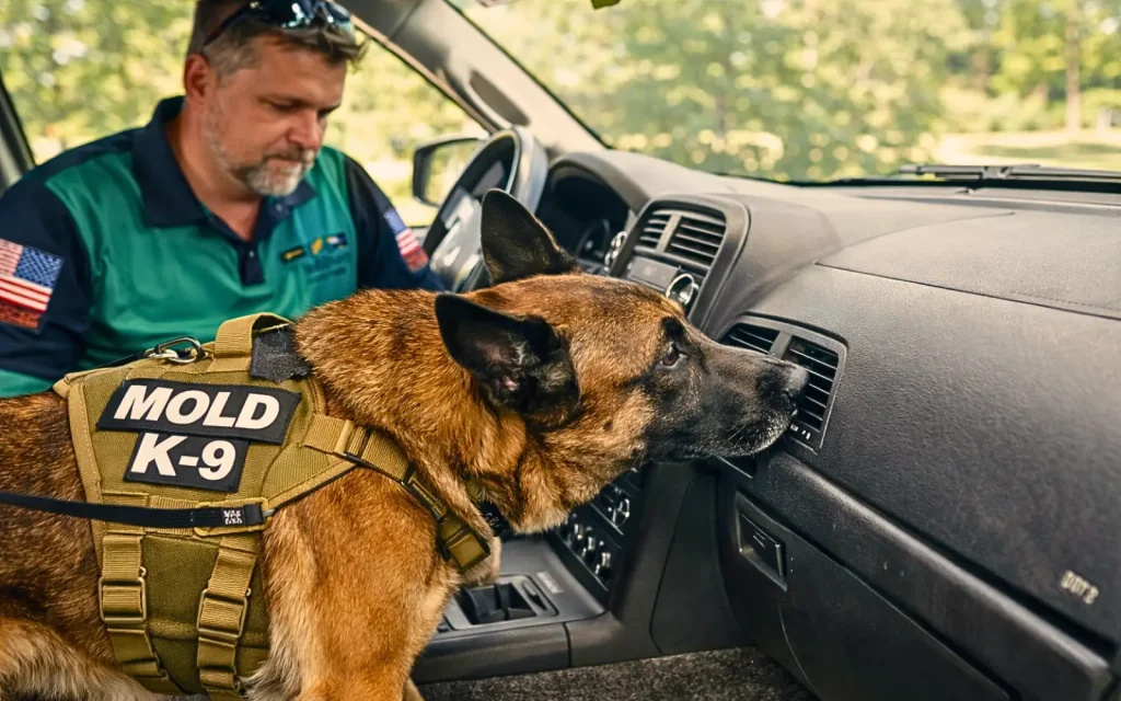 Car-vent-mold-inspection A mold dog sniffing car air con vents during car mold inspection