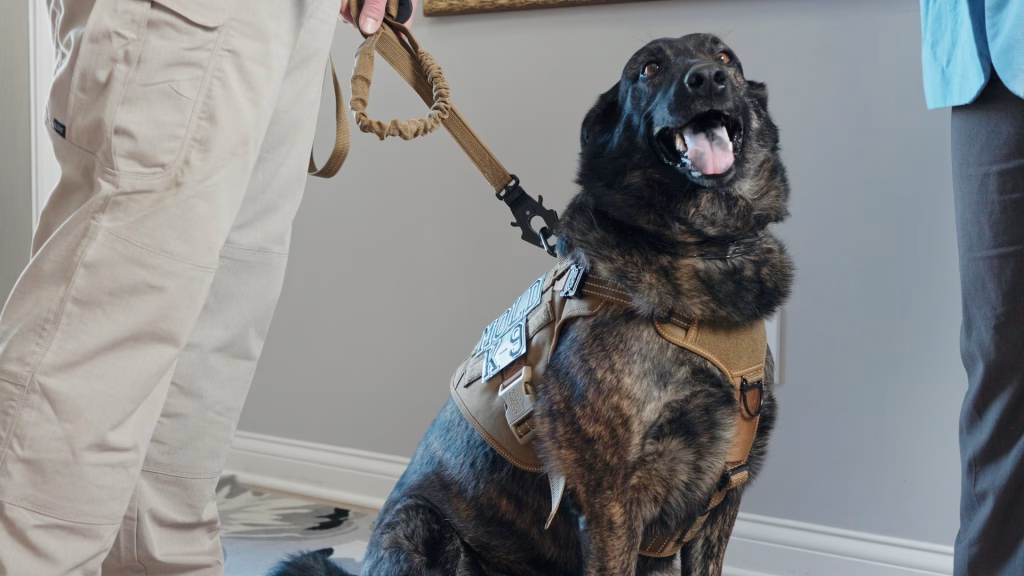 Mold dog in house